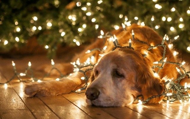 animals-dogs-christmas-lights_e