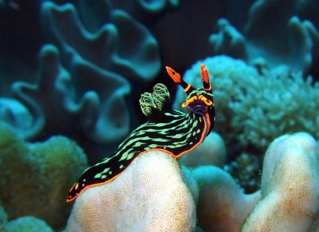 beautiful-unusual-sea-slugs-12__880_e