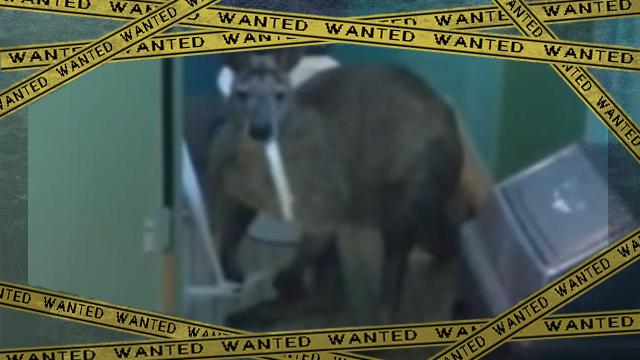 kangaroo-2 [www-frame
