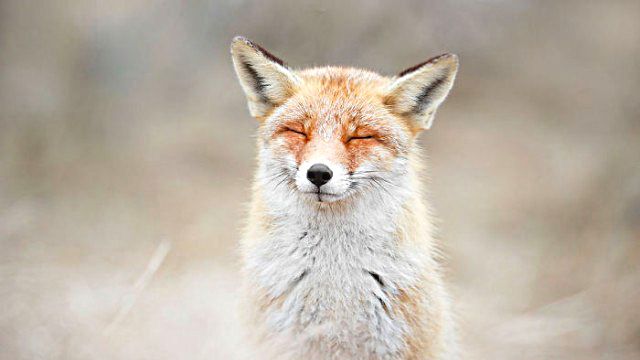 3_zenfox_meditating_fox-copy-5975b333d88b9__700_ea