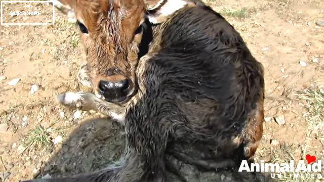 calf1