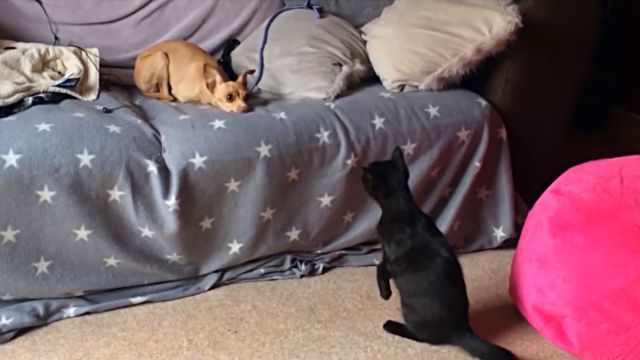 dogsmeetingkittens1