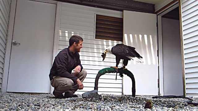 baldeagle4