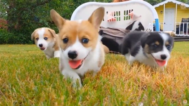 corgi0_e
