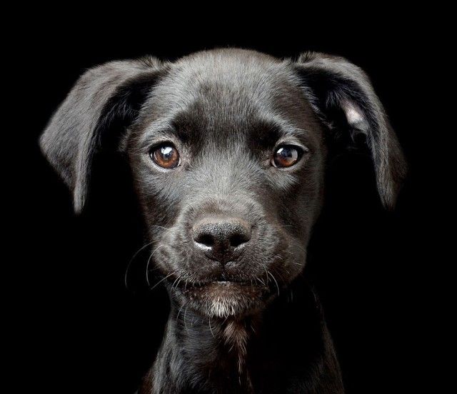 kennel-club-dog-photographer-competition-2017-5_e