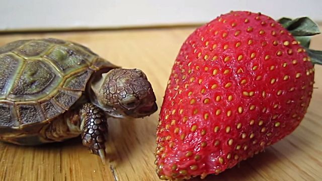 strawberry2