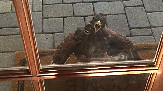 screaminghawk0_e