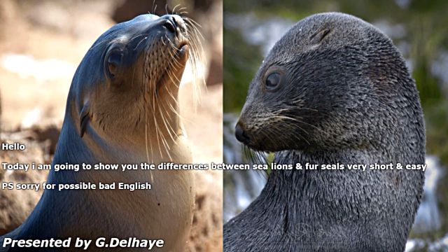 sealfurseal0