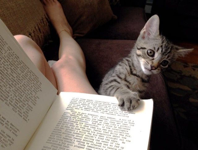 cats-vs-reading19_e