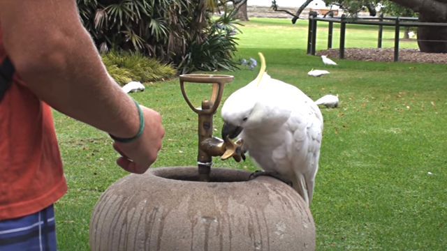thirstybird3