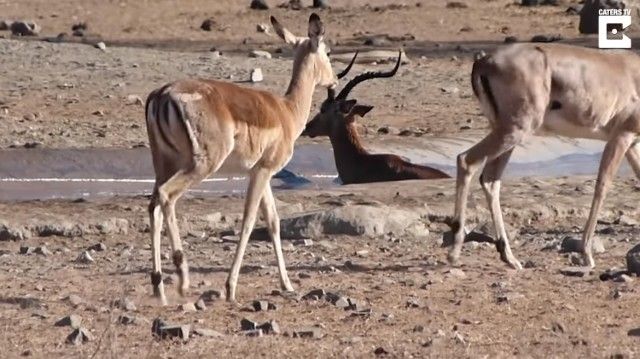 impala1_e