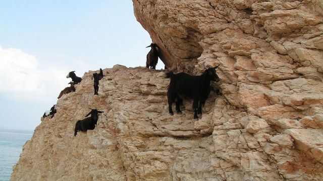 goat-10_e0
