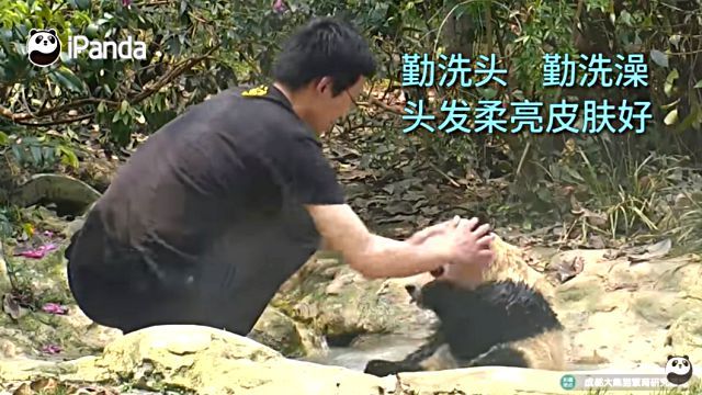 hairpanda5