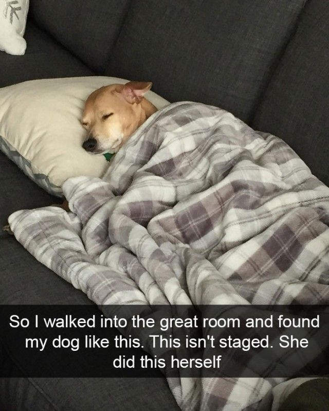 hilarious-dog-snapchats12_e