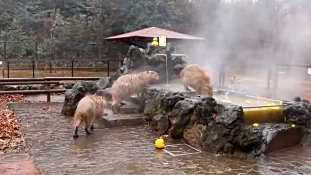 capybaraspa2
