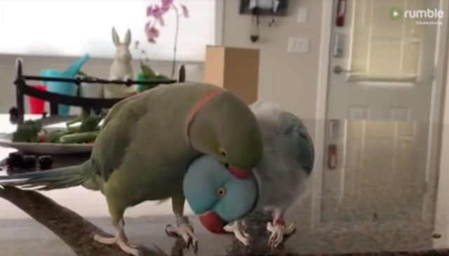 parrotbrothers3_e