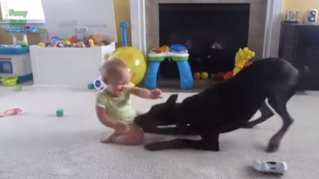 babynpetsfunny6_e