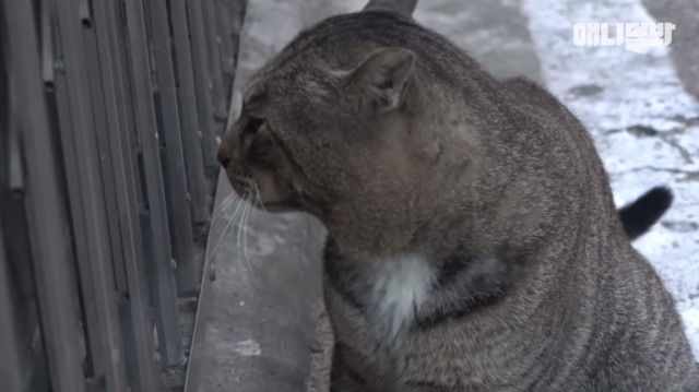 catcctv2_e