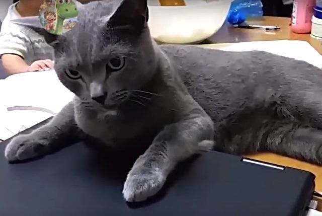 catcat14