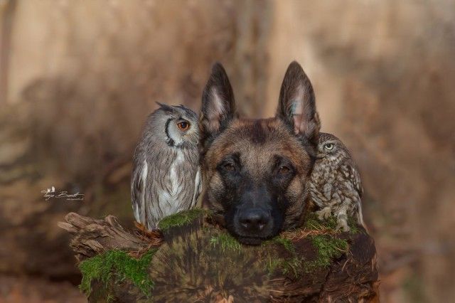 dognowl9_e
