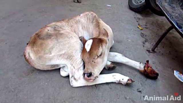 calf1