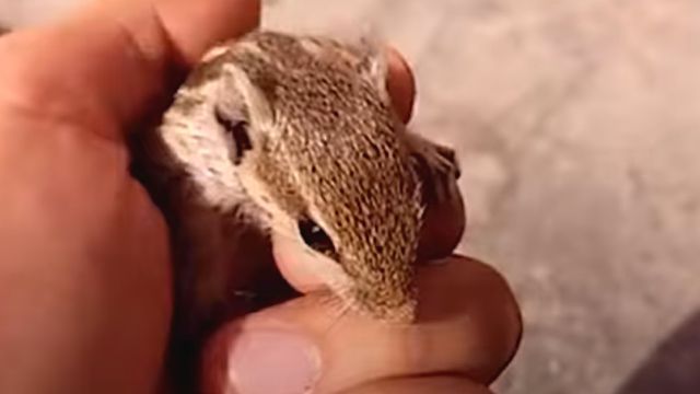 babysquirell1