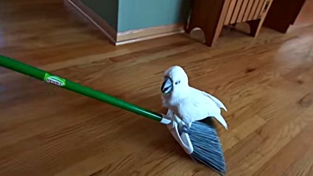 darcythewizard1