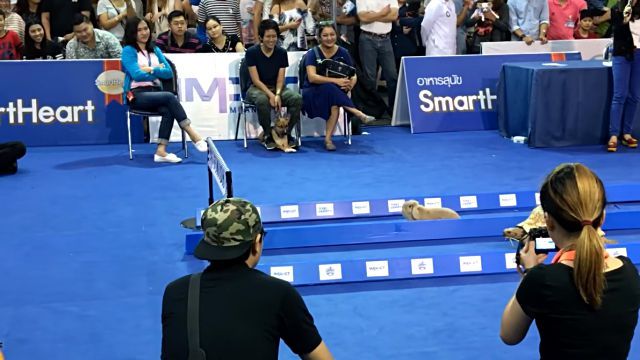rabbitvstortoise2
