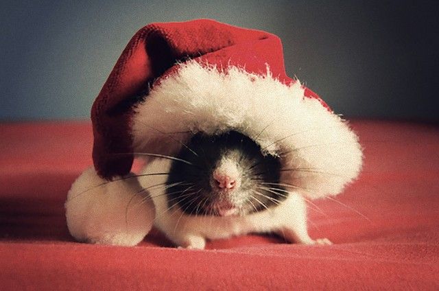 Cute-Christmas-Animals-30_e