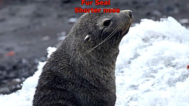 sealfurseal5
