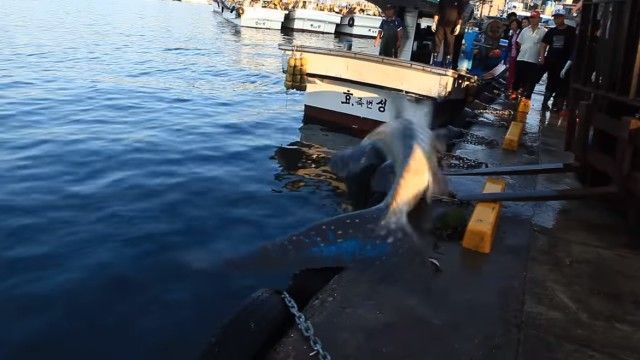 whalesharkinkorea6_e