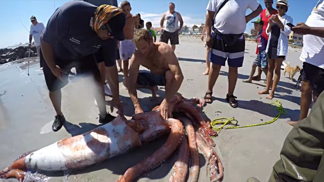 giantsquid2