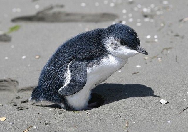 penguin-1 (1)