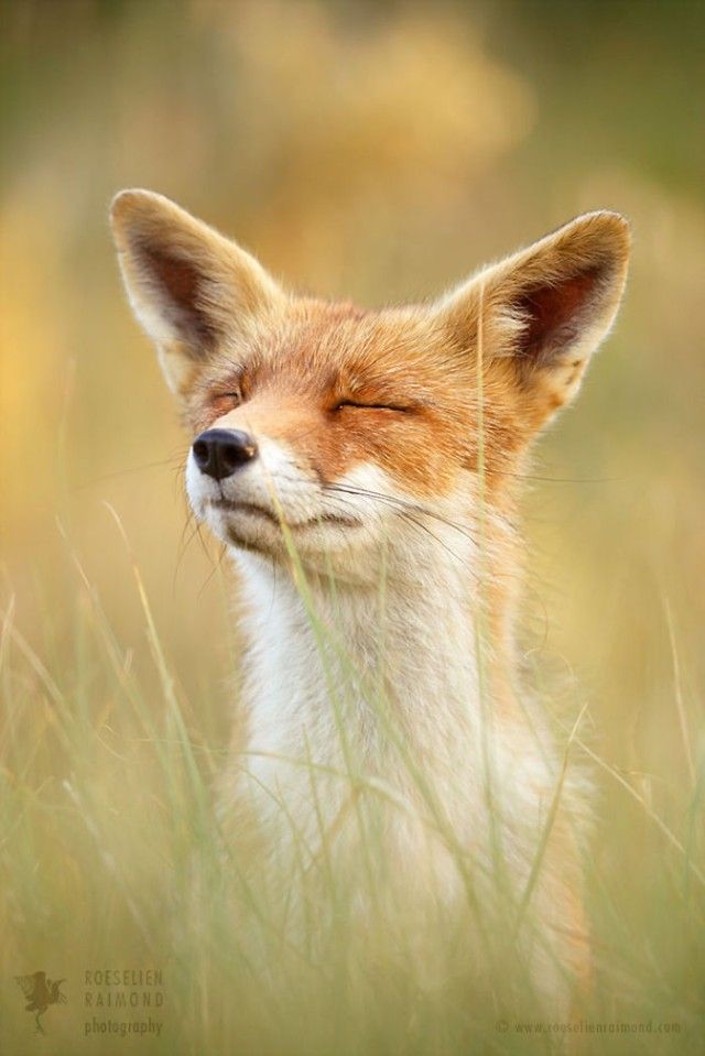 14_zenfox_smart_fox-copy-5975b34b26c31__700_e