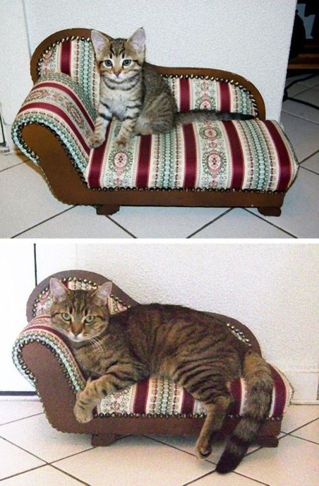 catsinbed8_e