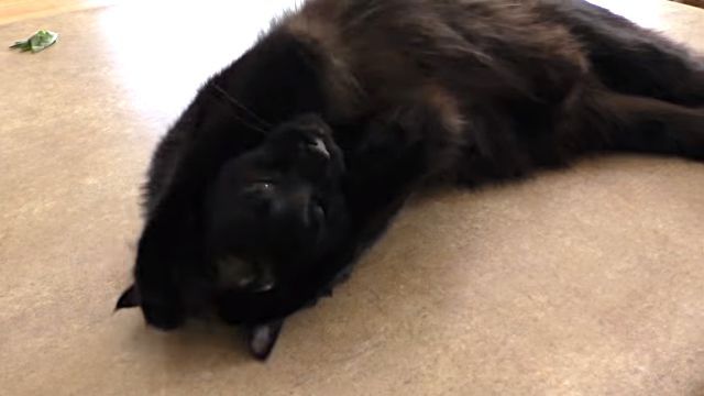 catnip2