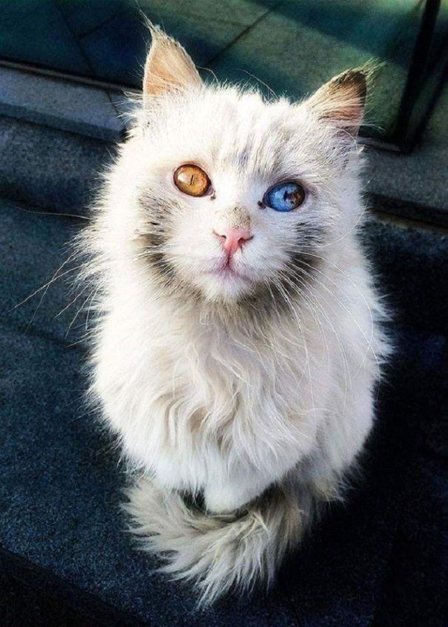 Heterochromic-Eyed-Cat_e