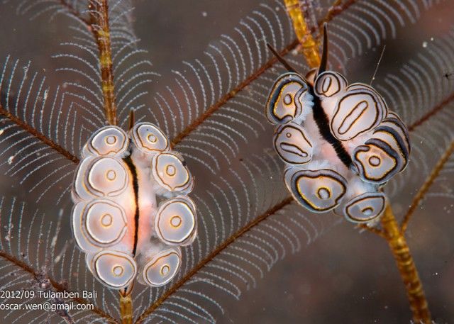 beautiful-unusual-sea-slugs-31__880_e