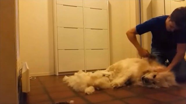 groomingsamoyed3_e