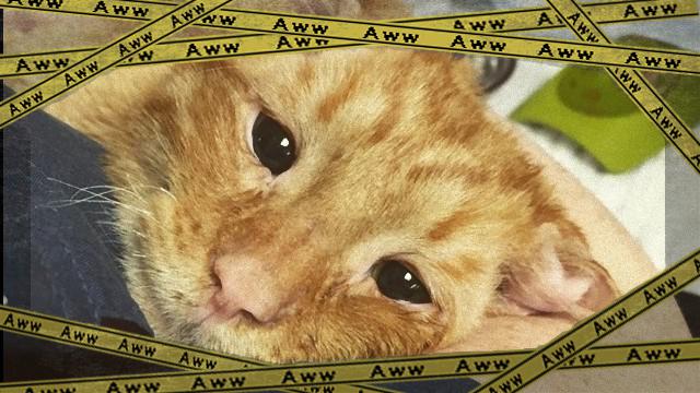 cat-3_e0-frame