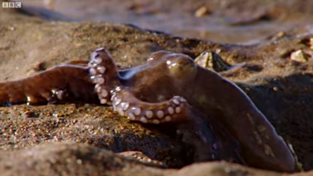 walkingoctopus2