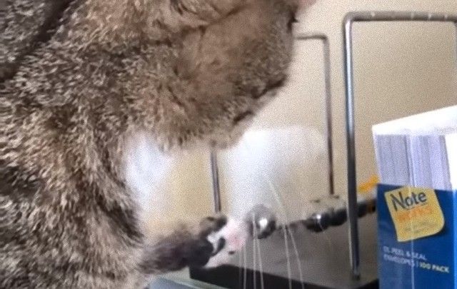 clevercat0_e