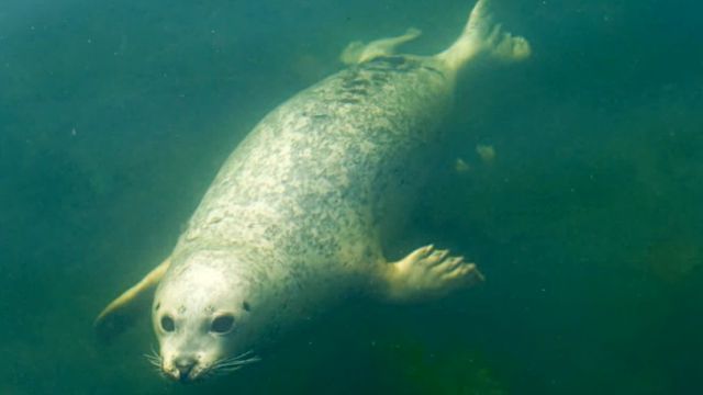 sealnsealion5