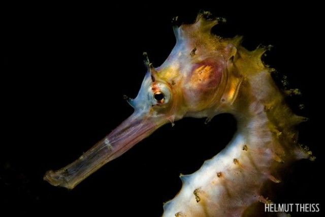 seahorse4_e