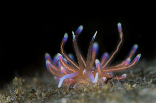 weird-sea-slug-photography-4__880_e