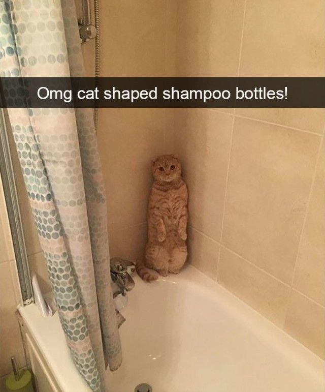funnyanimals10_e