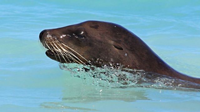 sealfurseal8