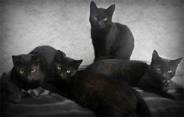 living-with-multiple-pets-24-59b7e6dc75ce7__605_e
