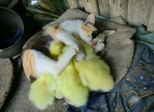 cuddle9_e