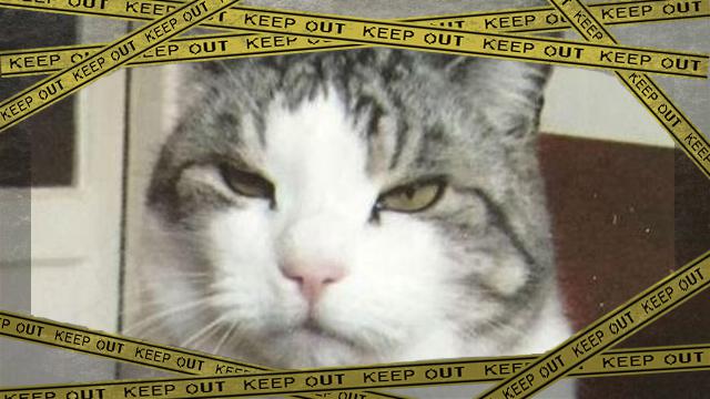 PAY-lost-cat BIG OK-frame